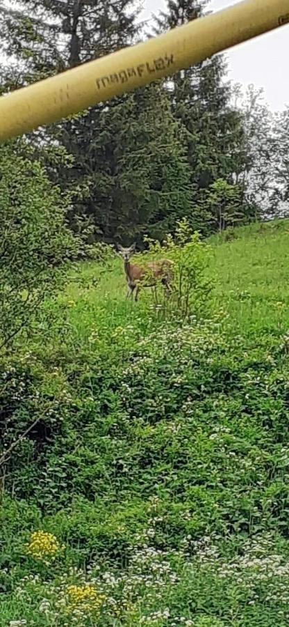Pensiunea Tora Vatra Dornei Eksteriør billede